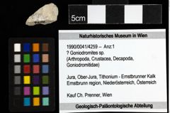 Foto (Objekt + Etiketten) von ? Goniodromites sp. 
